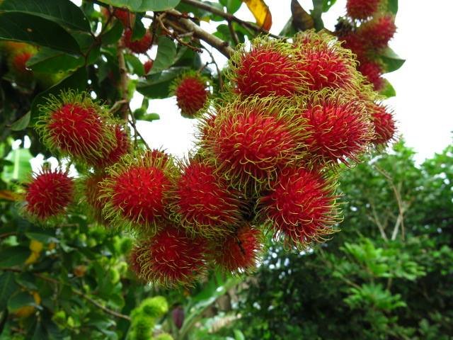 Plantas de achotillo o rambután los arboles frutales tropicales venta  exoticas para costa y oriente - $12.00 USD - Subastas