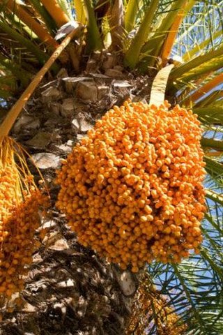 Plantas de datiles palmeras de frutos naturales para costa y sierra venta  arboles frutales exoticos - $12.00 USD - Subastas