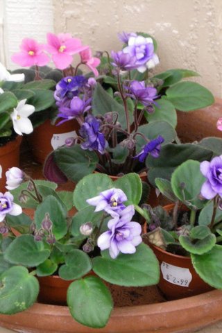 Violeta africana, Saintpaulia, venta plantas de interior decorativas  ornamentales, Quito - Ecuador - $5.00 USD - Subastas